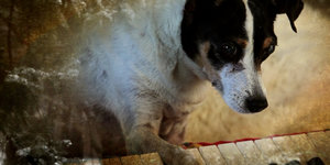 Ein Terrier legt seine Pfote auf die Klaviertasten