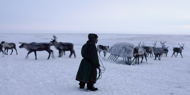 Eine Person steht vor einer Herde Rentiere in einer Schneelandschaft