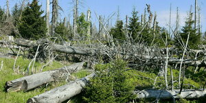 Totholz liegt auf den Flächen im Brockengebiet.
